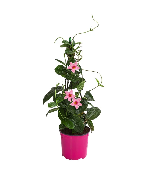 Dipladenie, Pyramide, Rosa 3 Dipladenie, Pyramide, Rosa