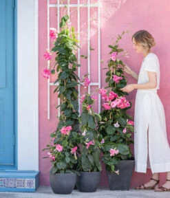 Dipladenie, Pyramide, Rosa 8 Dipladenie, Pyramide, Rosa -Gartenbedarf Verkäufe 2024 8594434 WE MO 001 DiplandenienMadevilla