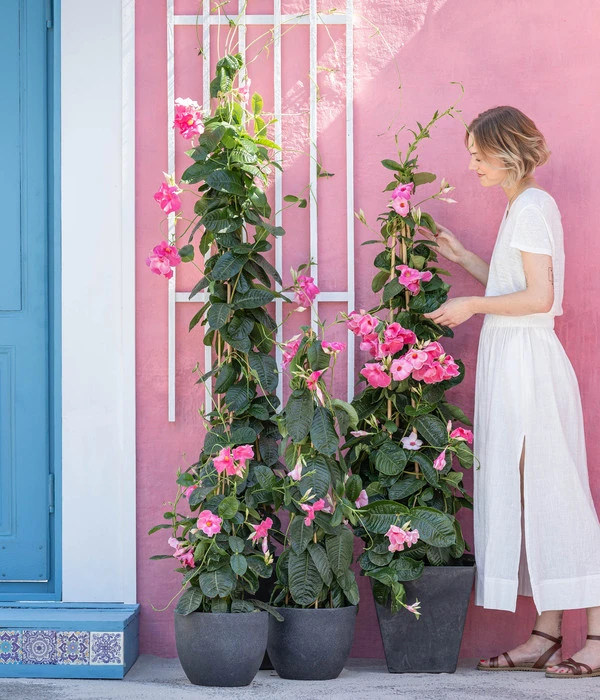 Dipladenie, Pyramide, Rosa 5 Dipladenie, Pyramide, Rosa – Bild 3