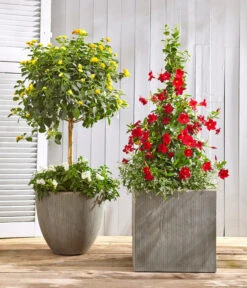 Wandelröschen, Bepflanzt -Gartenbedarf Verkäufe 2024 8594772 WE MO 001 KuebelpflanzenSolitaer