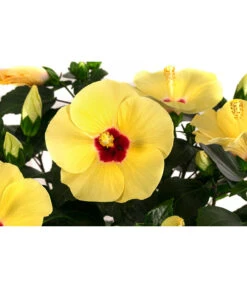 Hibiskus In Schale, Verschiedene Sorten -Gartenbedarf Verkäufe 2024 8595225 WE DE 001 HibiskusSchaleT21