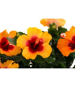 Hibiskus In Schale, Verschiedene Sorten -Gartenbedarf Verkäufe 2024 8595225 WE DE 003 HibiskusSchaleT21