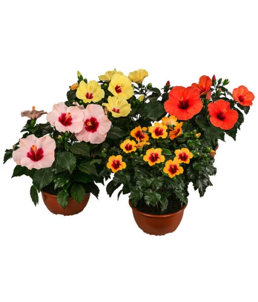 Hibiskus In Schale, Verschiedene Sorten -Gartenbedarf Verkäufe 2024 8595225 WE FS 005 HibiskusSchaleT21