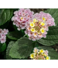 Wandelröschen, Busch -Gartenbedarf Verkäufe 2024 8595910 8589418 8589426 8589392 LantanaWandelroeschenUveSauer