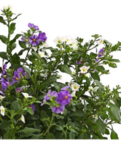 Enzianstrauch-Duo, Busch -Gartenbedarf Verkäufe 2024 8596074 WE DE 001 LycianthesRantonetiiBuschTwinDehnerExpressHerzig