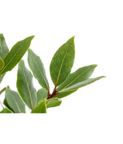 Echter Lorbeer, Stämmchen -Gartenbedarf Verkäufe 2024 8596140 PR DE 001 LorbeerLaurusNobilisStammT18DehnerExpressHerzig