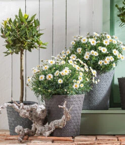 Echter Lorbeer, Stämmchen -Gartenbedarf Verkäufe 2024 8596280 WE MO 001 MargeritenBuschWeissT18 LorbeerStamm