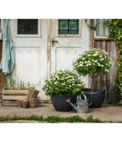 Margerite, Busch, Weiß -Gartenbedarf Verkäufe 2024 8596595 WE MO 001 MargeritenStamm