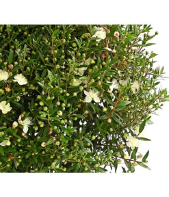 Brautmyrte, Busch 8 Brautmyrte, Busch -Gartenbedarf Verkäufe 2024 8596652 8596686 WE DE 001 RotmyrtheMyrtusCommunisT17OWDehnerExpressHerzig