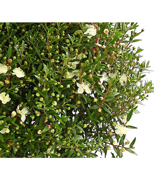 Brautmyrte, Busch 4 Brautmyrte, Busch – Bild 2