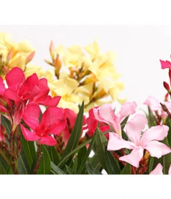 Oleander-Trio -Gartenbedarf Verkäufe 2024 8596843 PR DE 001 OleanderBuschTricolorT19DehnerExpressHerzig