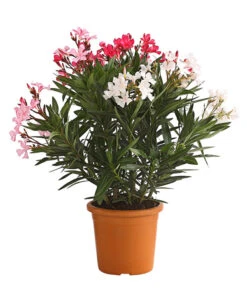 Oleander-Trio -Gartenbedarf Verkäufe 2024 8596843 PR FS 002 OleanderBuschTricolorT19DehnerExpressHerzig