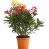 Oleander-Trio -Gartenbedarf Verkäufe 2024 8596843 WE FS 001 OleanderBuschTricolorT19DehnerExpressHerzig