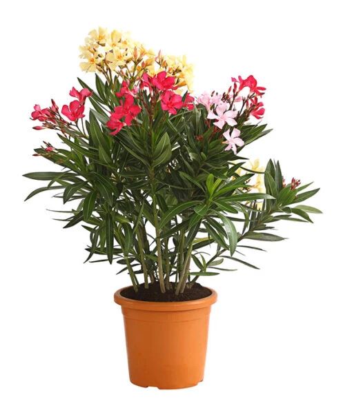 Oleander-Trio -Gartenbedarf Verkäufe 2024 8596843 WE FS 001 OleanderBuschTricolorT19DehnerExpressHerzig