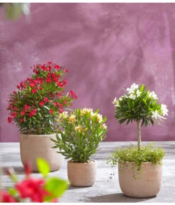 Oleander, Busch 7 Oleander, Busch -Gartenbedarf Verkäufe 2024 8596850 PR MO 006 8590200 OleanderStandard Nerium oleander Oleander Staemmchen Oleander Busch UveSauerrd