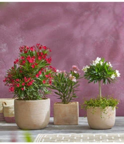 Oleander, Busch 8 Oleander, Busch -Gartenbedarf Verkäufe 2024 8596850 PR MO 009 8590200 OleanderStandard Nerium oleander Oleander Staemmchen Oleander Busch UveSauer