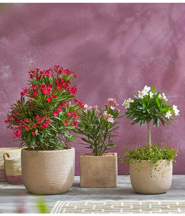 Oleander, Busch 5 Oleander, Busch – Bild 3