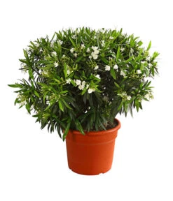XXL Oleander, Verschiedene Sorten, Ca. 130-150 Cm -Gartenbedarf Verkäufe 2024 8596900 PR FS 002 OleanderNeriumOleanderT60