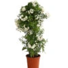 Jasminblütiger Nachtschatten, Säule -Gartenbedarf Verkäufe 2024 8597098 WE FS 001 SolanumJasminoidesSaeuleOWT17DehnerExpressHerzig