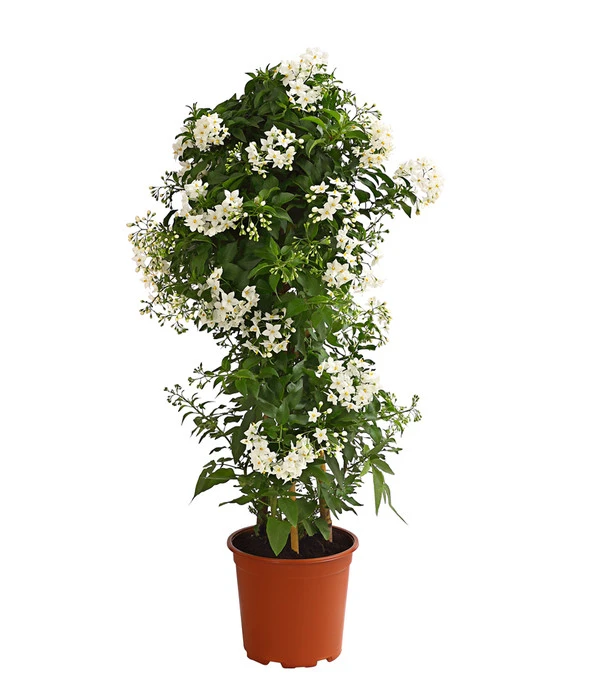 Jasminblütiger Nachtschatten, Säule 3 Jasminblütiger Nachtschatten, Säule