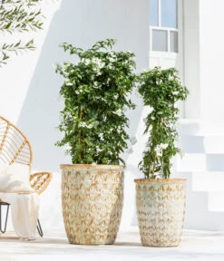 Jasminblütiger Nachtschatten, Säule 7 Jasminblütiger Nachtschatten, Säule -Gartenbedarf Verkäufe 2024 8597098 WE MO 001 NachtschattenSolanumJasminoides