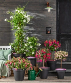 Fuchsie, Verschiedene Sorten 15 Fuchsie, Verschiedene Sorten -Gartenbedarf Verkäufe 2024 8597098 WE MO 001 SommerjasminFuchsie