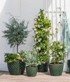 Jasminblütiger Nachtschatten, Säule 8 Jasminblütiger Nachtschatten, Säule -Gartenbedarf Verkäufe 2024 8597098 WE MO 002 DipladeniaEucalyptusSolanumJasmin