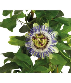 Passionsblume, Pyramide 9 Passionsblume, Pyramide -Gartenbedarf Verkäufe 2024 8597122 PR DE 020 PassifloraPassionsblumeT19DehnerHerzig