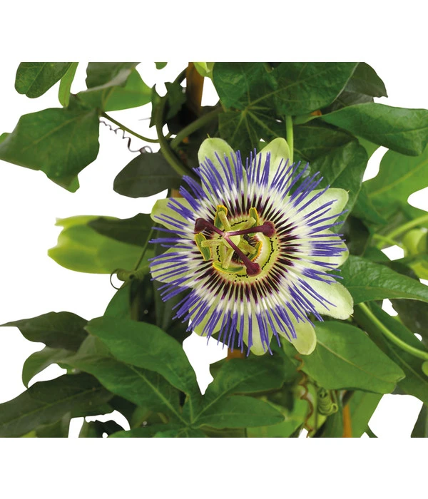 Passionsblume, Pyramide 6 Passionsblume, Pyramide – Bild 4