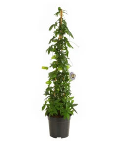 Passionsblume, Pyramide 7 Passionsblume, Pyramide -Gartenbedarf Verkäufe 2024 8597122 PR FS 015 PassifloraPassionsblumeT19DehnerHerzig