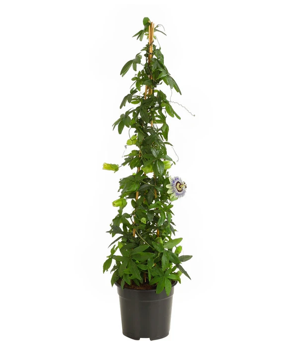 Passionsblume, Pyramide 4 Passionsblume, Pyramide – Bild 2