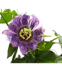 Passionsblume, Pyramide 8 Passionsblume, Pyramide -Gartenbedarf Verkäufe 2024 8597122 WE DE 001 PassifloraVerschiedeneSortenT19OWDehnerExpressHerzig