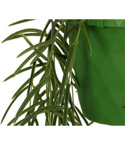 Wachsblume - Hoya Linearis, Ampel -Gartenbedarf Verkäufe 2024 8598096 WE DE 002 HoyaLinearisAmpelT12