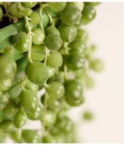 Erbsenpflanze - Senecio Rowleyanus -Gartenbedarf Verkäufe 2024 8598112 PR DE 001 ErbsenpflanzeSenecioRowleyanusT14DehnerExpressZS