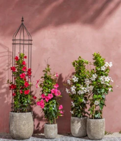 Dipladenie, Pyramide -Gartenbedarf Verkäufe 2024 8599086 8584922 8585341 WE MO 001 DipladeniaPyramide