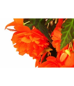 Hängebegonie 'Belina®', Ampel -Gartenbedarf Verkäufe 2024 8602310 WE DE 001 HaengebegonieBelinaAmpelT27