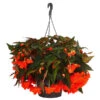 Hängebegonie 'Belina®', Ampel -Gartenbedarf Verkäufe 2024 8602310 WE FS 001 HaengebegonieBelinaAmpelT27
