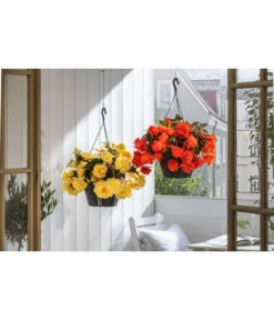 Hängebegonie 'Belina®', Ampel -Gartenbedarf Verkäufe 2024 8602310 WE MO 001 HaengebegonieBelinaAmpel
