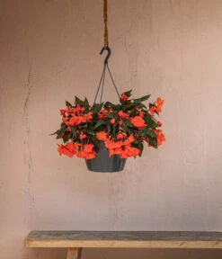 Hängebegonie 'Belina®', Ampel -Gartenbedarf Verkäufe 2024 8602310 WE MO 002 HaengebegonieBelinaAmpel
