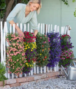 Wandhänger Mit Portulakröschen, Verschiedene Sorten -Gartenbedarf Verkäufe 2024 8602989 8602997 WE MO 001 BegoniaWandhaenger