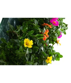 Wandhänger Mit Portulakröschen, Verschiedene Sorten -Gartenbedarf Verkäufe 2024 8602997 WE DE 001 WandhaengerPortulakroeschenBunt