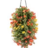 Wandhänger Mit Portulakröschen, Verschiedene Sorten 2 Wandhänger Mit Portulakröschen, Verschiedene Sorten -Gartenbedarf Verkäufe 2024 8602997 WE FS 001 WandhaengerPortulakroeschenOrange