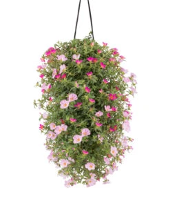 Wandhänger Mit Portulakröschen, Verschiedene Sorten -Gartenbedarf Verkäufe 2024 8602997 WE FS 002 WandhaengerPortulakroeschenRosa