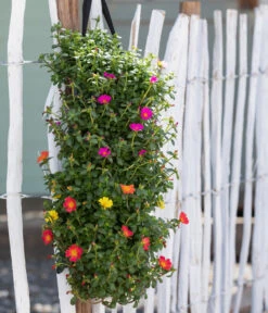 Wandhänger Mit Portulakröschen, Verschiedene Sorten -Gartenbedarf Verkäufe 2024 8602997 WE MO 001 Portulakroeschen