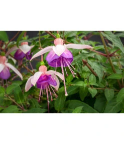 Hängefuchsie, Ampel, Verschiedene Farbkombinationen -Gartenbedarf Verkäufe 2024 8603805 WE DE 003 FuchsieAmpT25