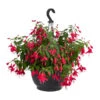 Hängefuchsie, Ampel, Verschiedene Farbkombinationen -Gartenbedarf Verkäufe 2024 8603805 WE FS 001 FuchsieAmpT25