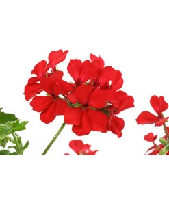 Geranie 'Caliente', Ampel -Gartenbedarf Verkäufe 2024 8604316 PR DE 001 GeranieCalienteAmpelDehnerExpressHerzig