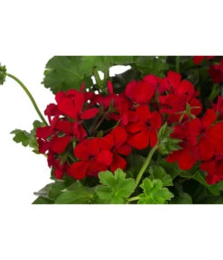 Geranie 'Caliente', Ampel -Gartenbedarf Verkäufe 2024 8604316 WE DE 001 GeranieCalienteAmpelT25