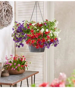 Minihängepetunien-Trio, Ampel 7 Minihängepetunien-Trio, Ampel -Gartenbedarf Verkäufe 2024 8605743 PR MO 004 ZaubergloeckchenBlumenampel