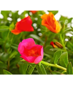 Portulakröschen, Ampel 7 Portulakröschen, Ampel -Gartenbedarf Verkäufe 2024 8606147 PR DE 001 PortulacaPortulakroeschenAmpelT25DehnerExpressHerzig